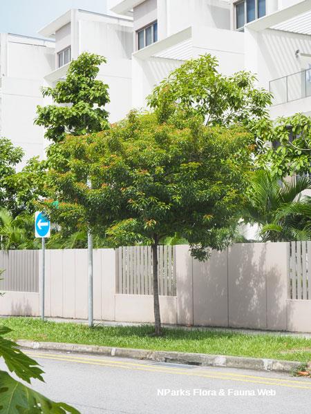 Elaeocarpus mastersii