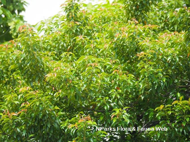 Elaeocarpus mastersii