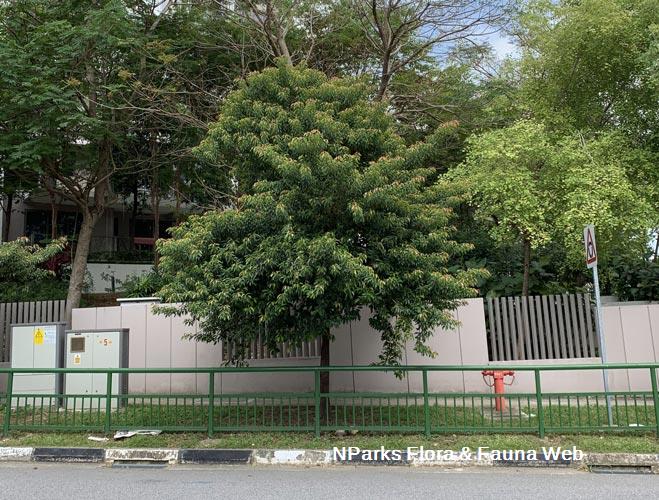 Elaeocarpus mastersii