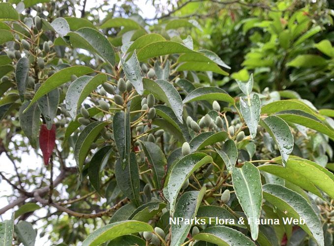 Elaeocarpus mastersii