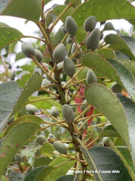 Elaeocarpus mastersii