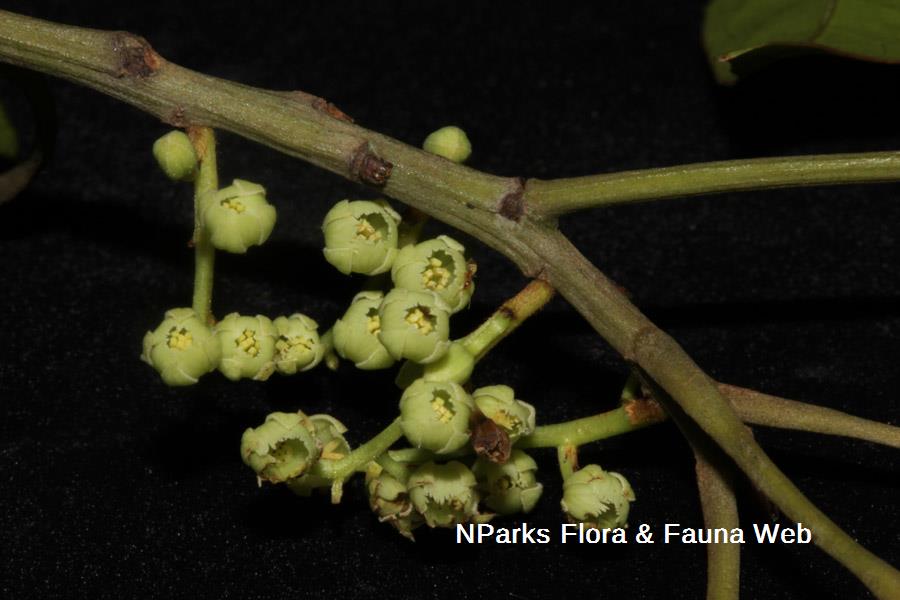 Elaeocarpus mastersii