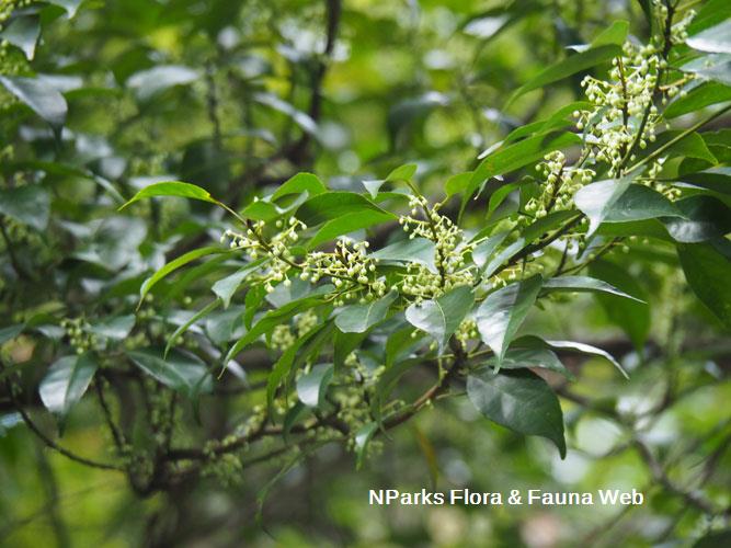 Elaeocarpus mastersii