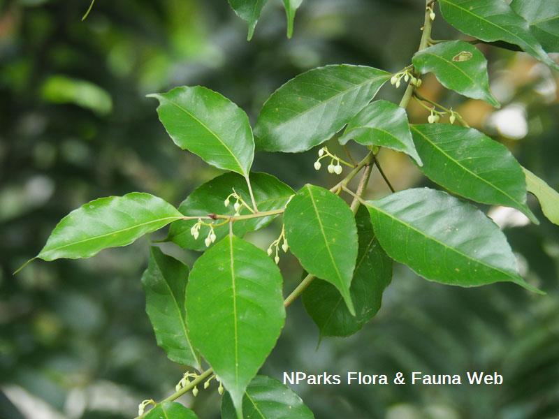 Elaeocarpus mastersii