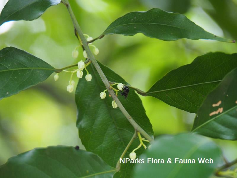 Elaeocarpus mastersii