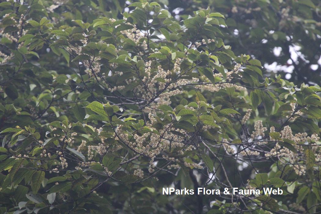 Elaeocarpus_stipularis_var_stipularis_Cerlin_Ng_1LR