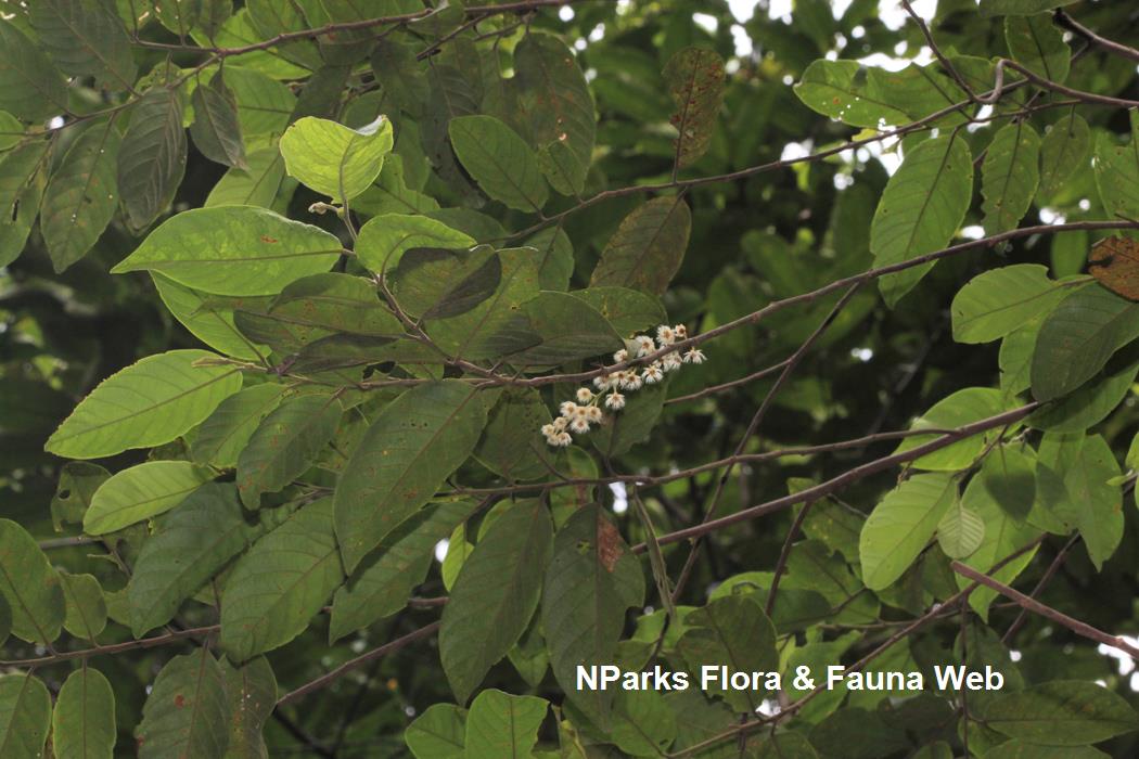 Elaeocarpus_stipularis_var_stipularis_Cerlin_Ng_2LR