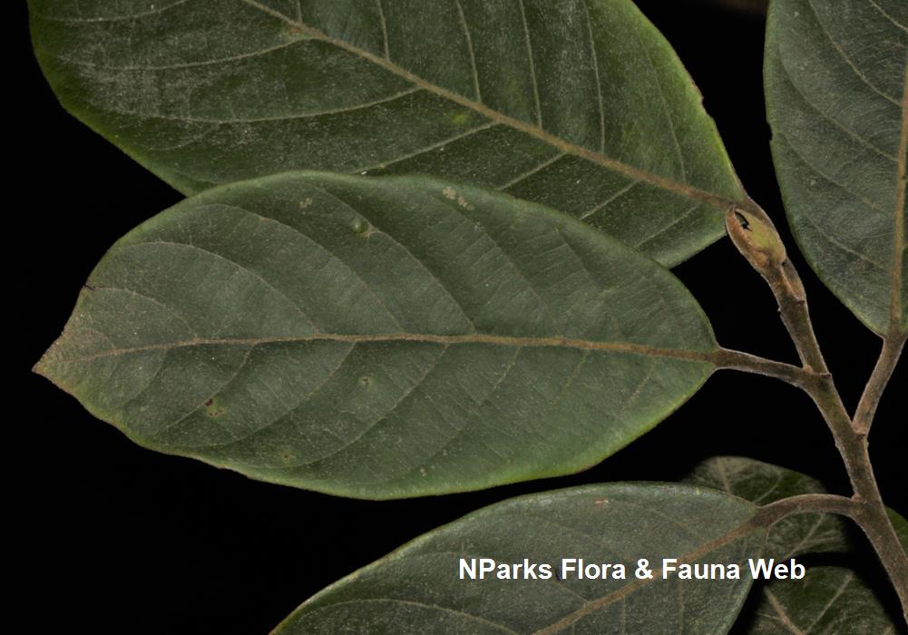 Elaeocarpus_stipularis_var_stipularis_Cerlin_Ng_3LR