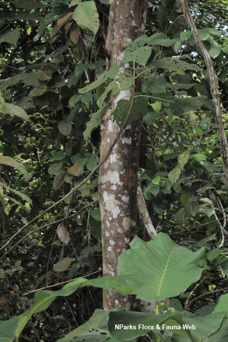 Elaeocarpus_stipularis_var_stipularis_Cerlin_Ng_4LR