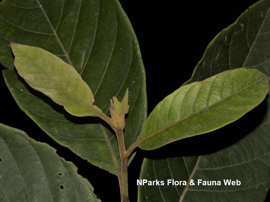 Elaeocarpus_stipularis_var_stipularis_Cerlin_Ng_5LR