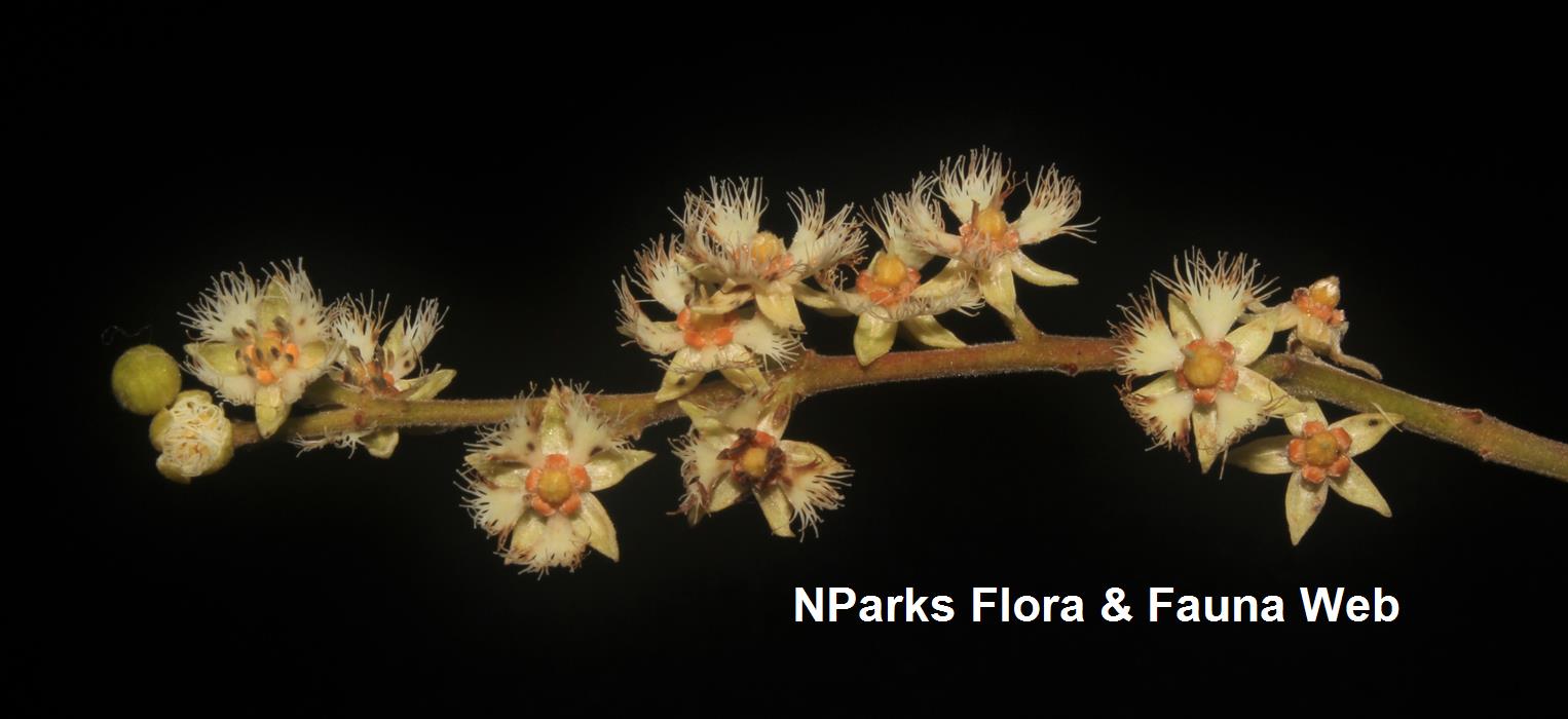 Elaeocarpus_stipularis_var_stipularis_Cerlin_Ng_7LR