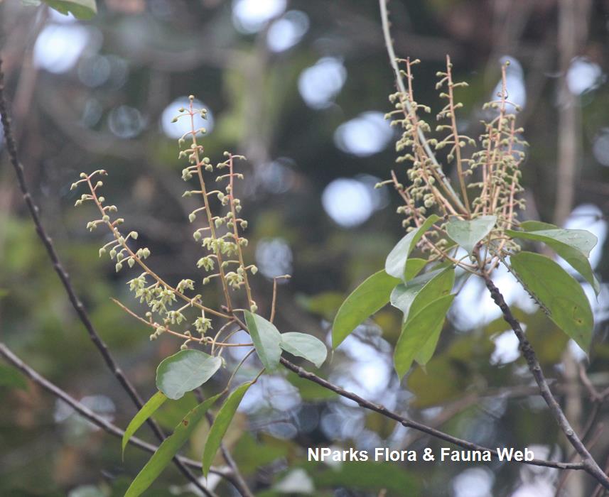 Elaeocarpus_stipularis_var_stipularis_Cerlin_Ng_8LR