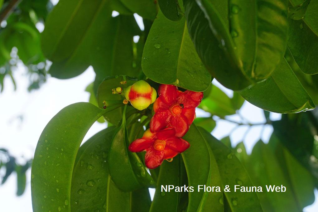 NParks | Garcinia atroviridis