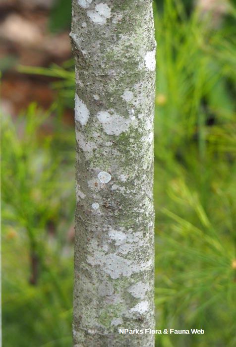 Gardenia carinata
