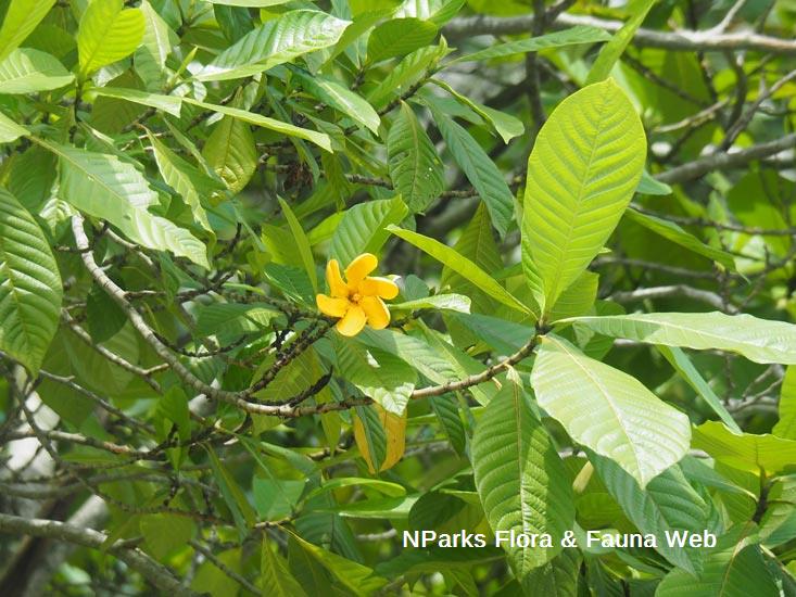 Gardenia carinata