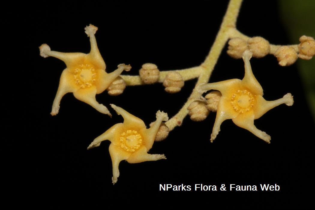 Hopea odorata 