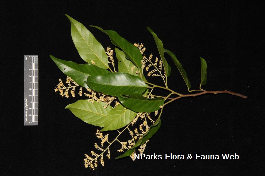 Hopea odorata 