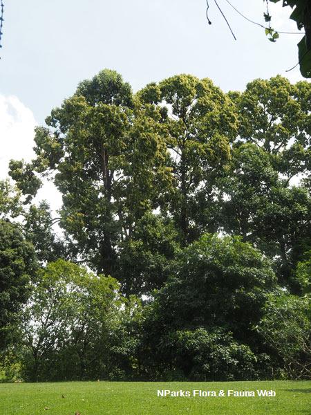 Hopea odorata 
