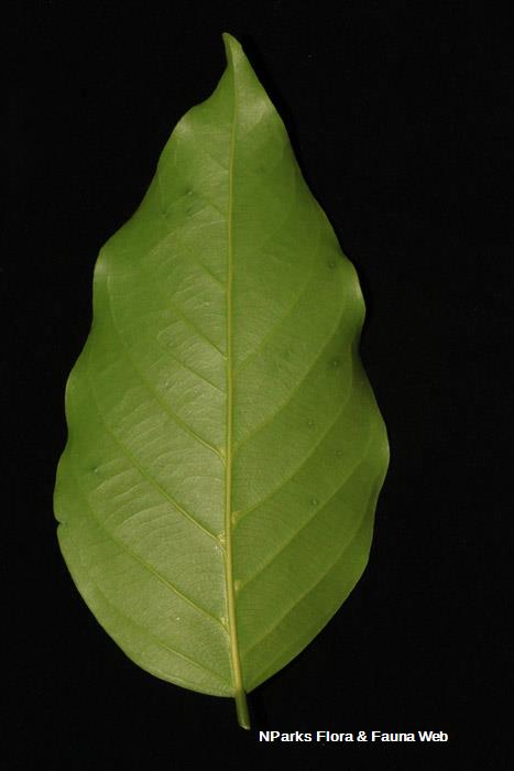 Hopea odorata 