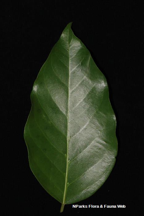 Hopea odorata 