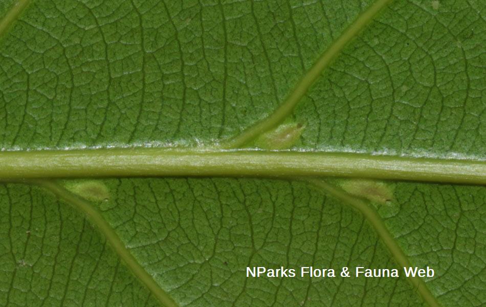 Hopea odorata 
