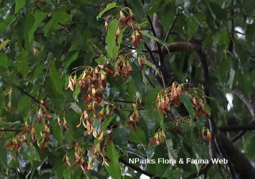 Hopea odorata 