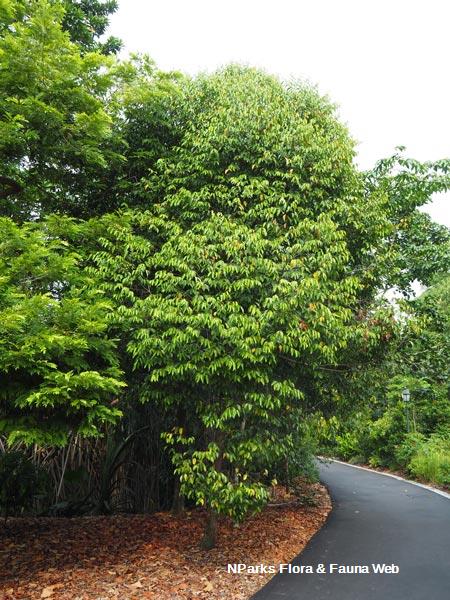 Hopea sangal
