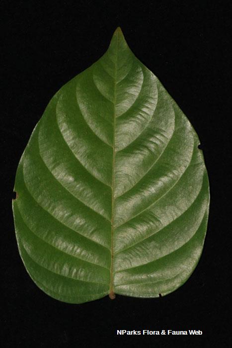 Hopea sangal