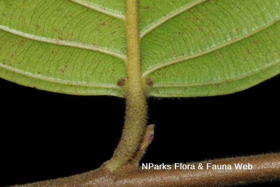 Hopea sangal