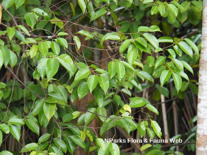 Hopea sangal