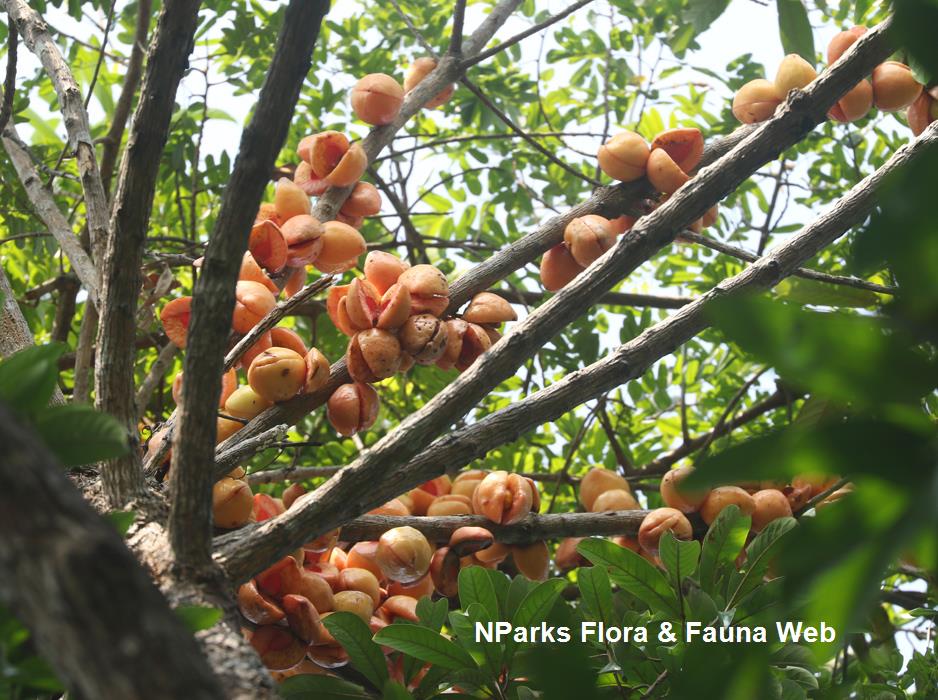 Horsfieldia_sparsa_Cerlin_Ng_10LR