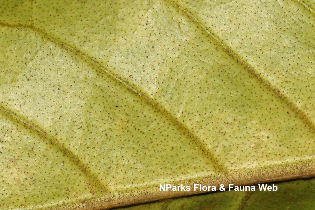 Horsfieldia_sparsa_Cerlin_Ng_11LR