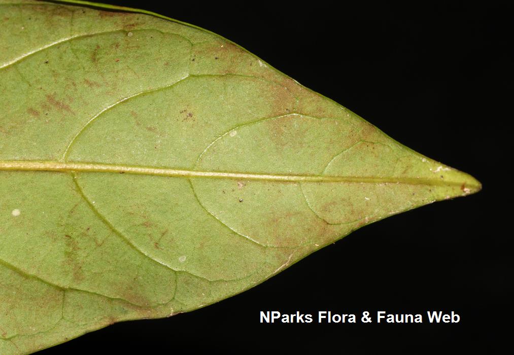 Horsfieldia_sparsa_Cerlin_Ng_12LR