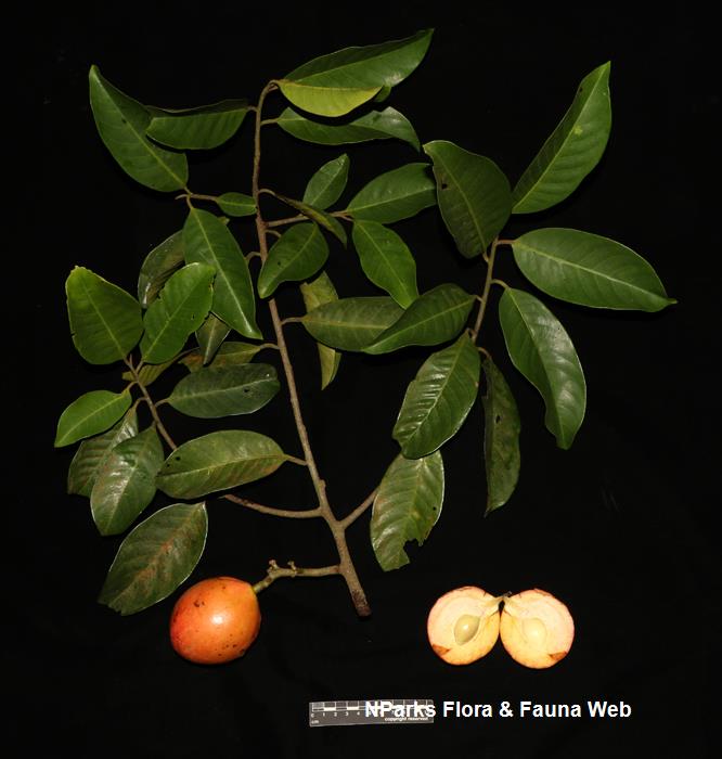 Horsfieldia_sparsa_Cerlin_Ng_13LR