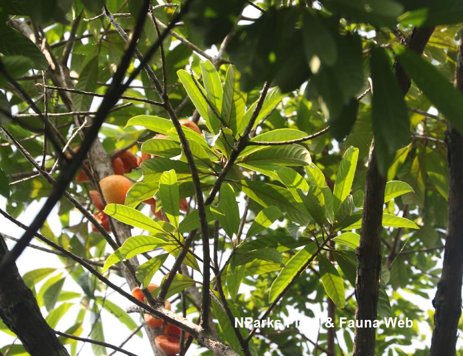 Horsfieldia_sparsa_Cerlin_Ng_14LR