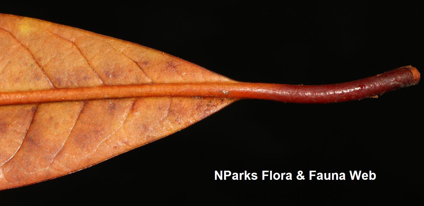 Horsfieldia_sparsa_Cerlin_Ng_15LR