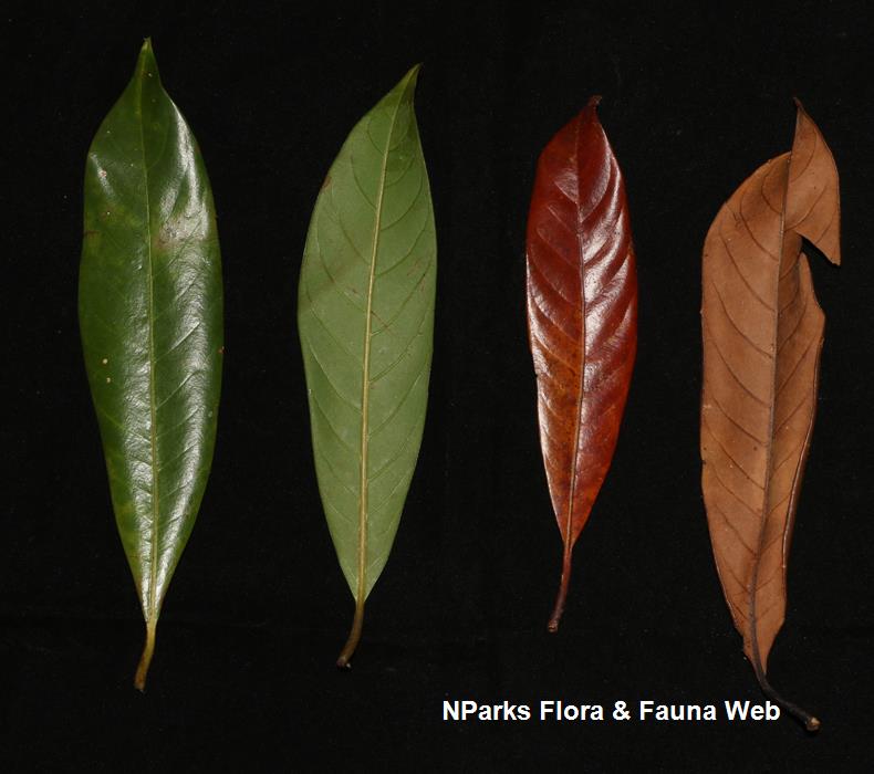 Horsfieldia_sparsa_Cerlin_Ng_16LR