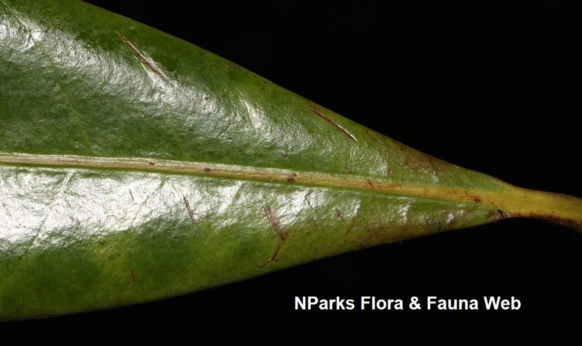 Horsfieldia_sparsa_Cerlin_Ng_17LR