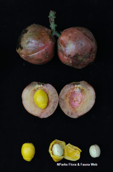 Horsfieldia_sparsa_Cerlin_Ng_18LR