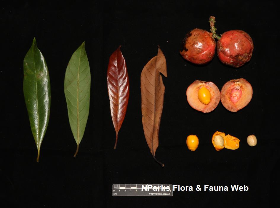 Horsfieldia_sparsa_Cerlin_Ng_1LR