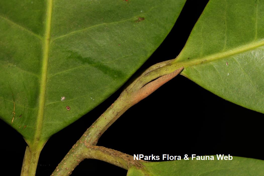 Horsfieldia_sparsa_Cerlin_Ng_3LR