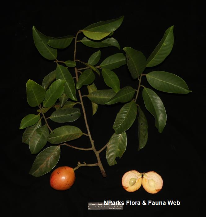 Horsfieldia_sparsa_Cerlin_Ng_4LR