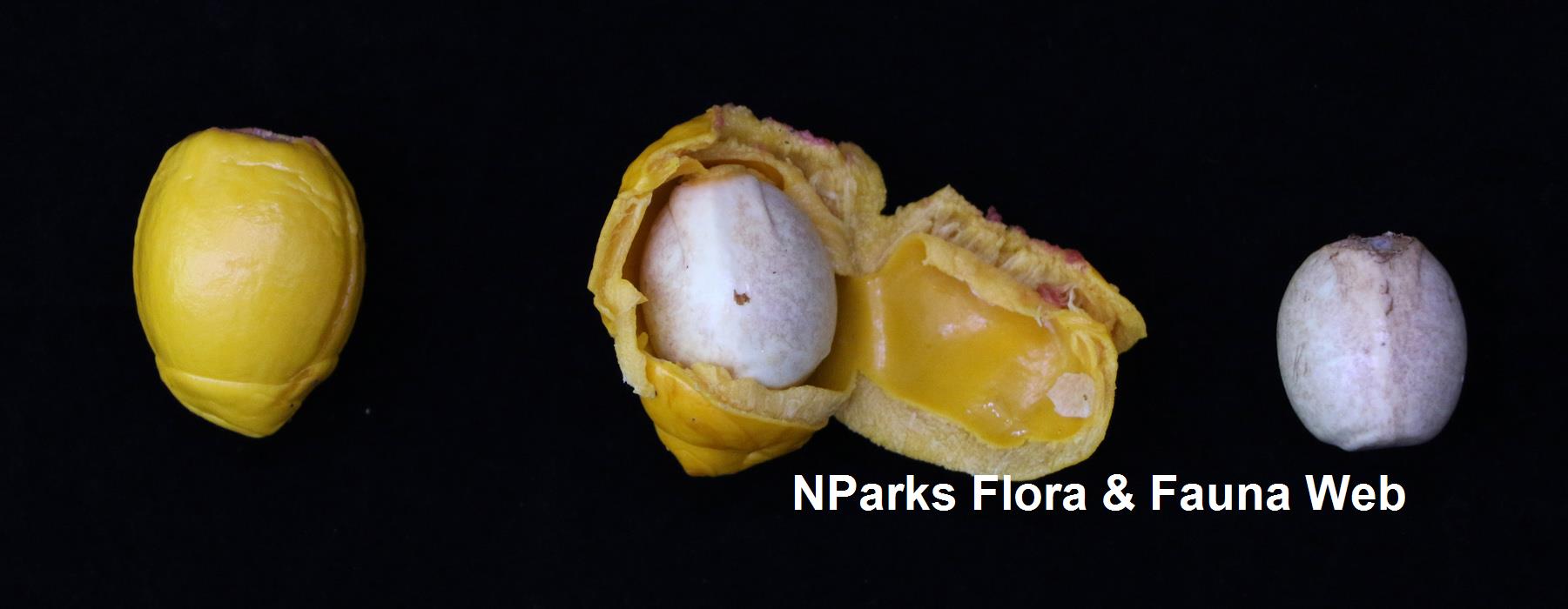 Horsfieldia_sparsa_Cerlin_Ng_5LR