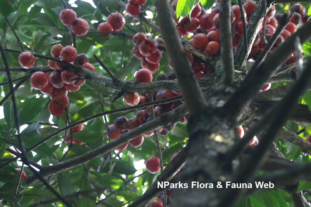 Horsfieldia_sparsa_Cerlin_Ng_6LR