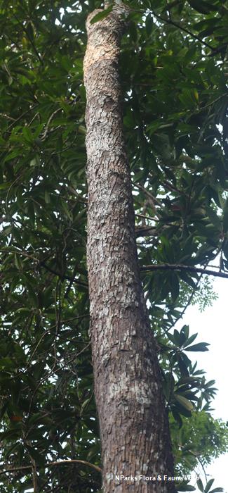 Horsfieldia_sparsa_Cerlin_Ng_7LR