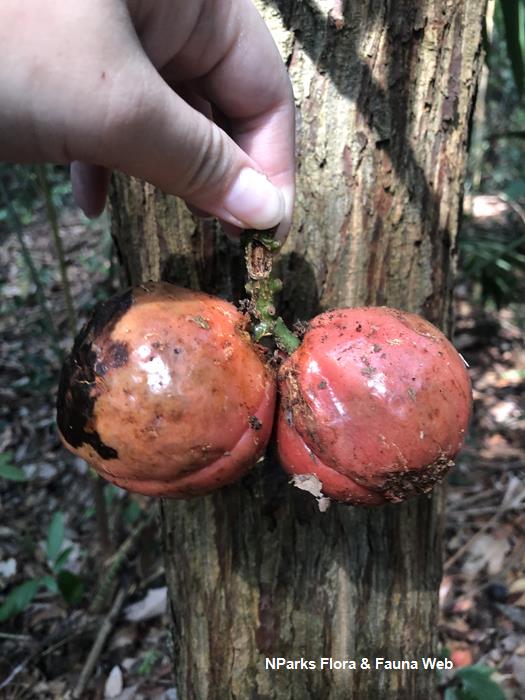 Horsfieldia_sparsa_Cerlin_Ng_9LR