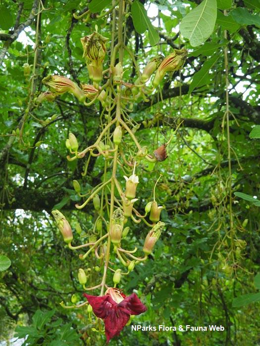 Kigelia africana (Lam.) Benth., Purwodadi Botanic Garden Pa…