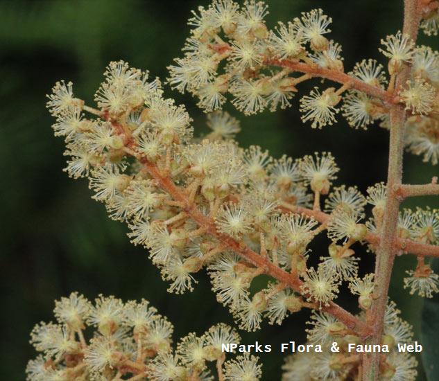 Mallotus paniculatus