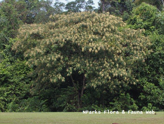 Mallotus paniculatus