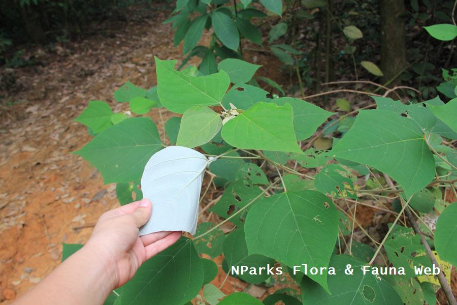 Mallotus paniculatus